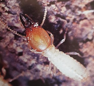 Coptotermes Soldier