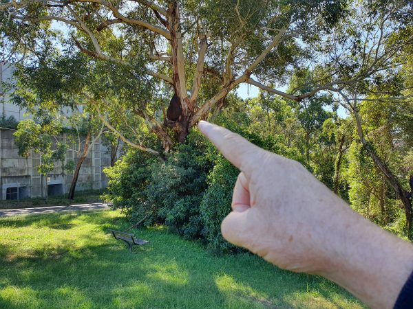 Aboreal Termite Nest