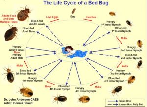 Bed Bug Life Cycle