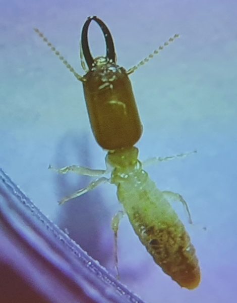 Pest Control Termite Inspection & Treatment