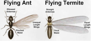 Flying Termites vs Flying Ants