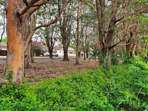 bushland across the road