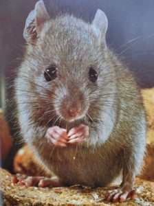 Rat Photo
