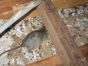Rat in Roof
