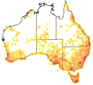 Bull Ants Australia Map