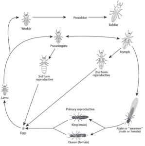 Life Cycle of Subterranean Termites Chart