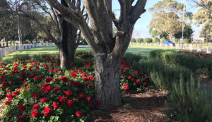 Maitland Park
