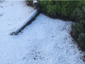 Winters IN Gungahlin