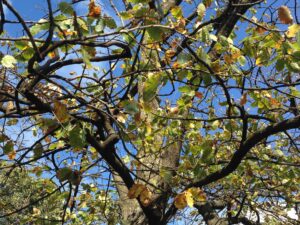 English Oak - ClimateWatch Australia