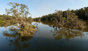 Seaham Swamp walk