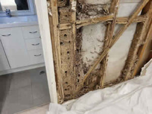 Termites in Bathroom Wall