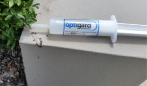 Ant Gel