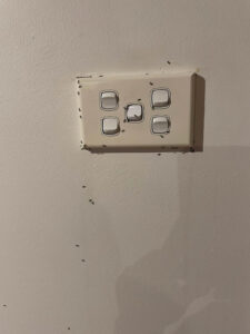 Ants in power point