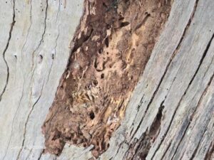 Alate Termites Castle Hill