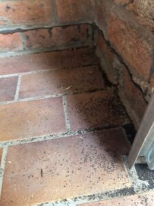 Castle Hill Ant Pest Control