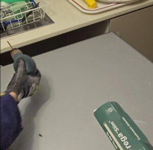 Cockroach Puffer Puffing Dust Behind Castle Hill Dishwasher