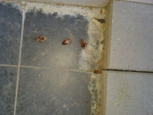 Dead American Cockroaches in Castle Hill Backyard After Spray By A1 Pest Control