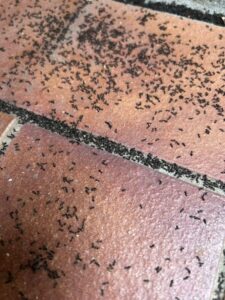 black ants in Castle Hill Yard
