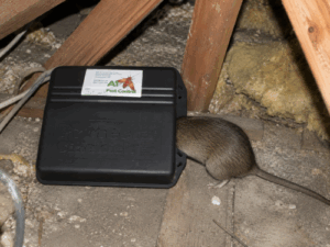 Rat entering rodent bait box