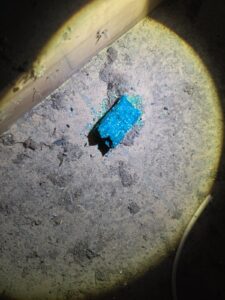 rodent control in castle hill