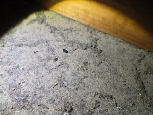 rodent control in castle hill 2